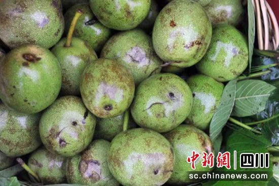 核桃鲜果。王磊 摄