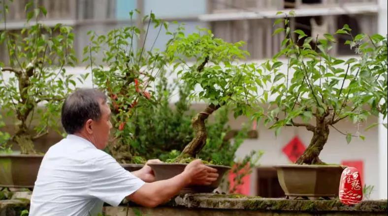 《记住乡愁》卖花渔村：满院花香传千年